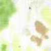 spring forest spring forest