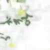 アイボリー