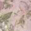 rose pink rose pink