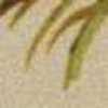 ベージュ ベージュ